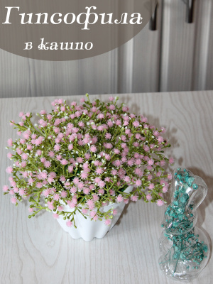 гипсофила в кашпо