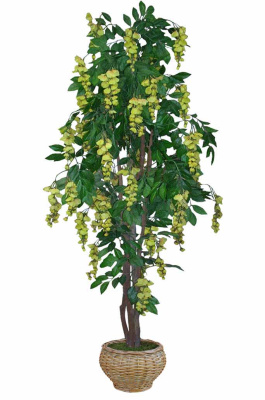 Акация желтая-А-00-01-3