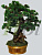Бонсай еловый