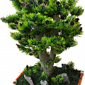 Искусственный бонсай купить Искусственный бонсай купить